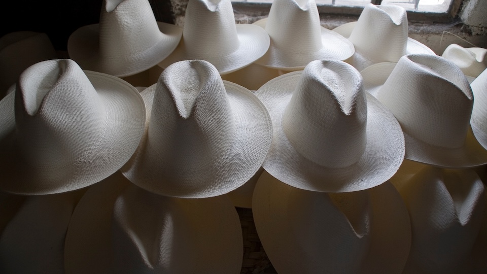 Panama white